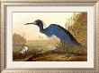 Little Blue Heron by John James Audubon Limited Edition Pricing Art Print