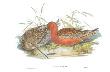 Limosa Rufa by John Gould Limited Edition Print