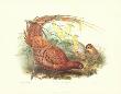 Pheasant Scemmeringi by John Gould Limited Edition Print