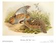 Partridge by John Gould Limited Edition Print