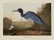 Blue Crane Or Heron by John James Audubon Limited Edition Pricing Art Print
