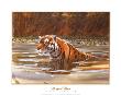Bengal Tiger by Don Balke Limited Edition Pricing Art Print