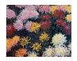 Crysanthemum by Claude Monet Limited Edition Print