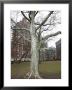 City Tree by Miguel Paredes Limited Edition Print
