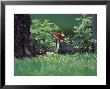 Pileated Woodpecker At Stump, Louisville, Kentucky, Usa by Adam Jones Limited Edition Print