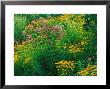 Black-Eyed Susans And Sweet Joe-Pye Weed In The Holden Arboretum, Cleveland, Ohio, Usa by Adam Jones Limited Edition Print