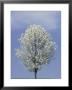 Bradford Pear In Full Bloom, Louisville, Kentucky, Usa by Adam Jones Limited Edition Pricing Art Print