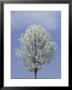 Bradford Pear In Full Bloom, Louisville, Kentucky, Usa by Adam Jones Limited Edition Print