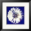 Flower For Tacoma Dome, C. 1982 (Blue & White) by Andy Warhol Limited Edition Pricing Art Print