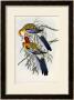Eastern Rosella (Platycercus Eximius), First Edition, 1840-1869 by John Gould Limited Edition Print