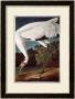Whooping Crane, From Birds Of America by John James Audubon Limited Edition Print
