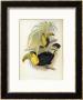Short-Billed Toucan by John Gould Limited Edition Print