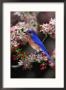 Male Eastern Bluebird Among Crabapple Blossoms, Kentucky, Usa by Adam Jones Limited Edition Print