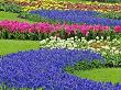 Pattern Of Hyacinth And Tulip Flowers In Keukenhof Gardens, Lisse, Netherlands by Adam Jones Limited Edition Print