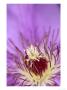 Clematis Flower, Close-Up by Adam Jones Limited Edition Print