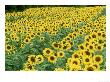 Sunflowers, Helianthus Annuus Frankfort, Ky by Adam Jones Limited Edition Pricing Art Print