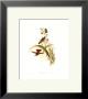 Small Gould Hummingbird Ii by John Gould Limited Edition Print