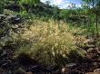 Spinifex Grass, Kakadu National Park, Australia by Richard Davies Limited Edition Pricing Art Print