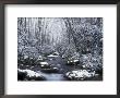 Cosby Creek In Winter, Great Smoky Mountains National Park, Tennessee, Usa by Adam Jones Limited Edition Print