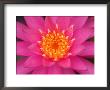 Hybrid Water Lily, Louisville, Kentucky, Usa by Adam Jones Limited Edition Pricing Art Print