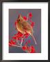 Female Northern Cardinal Among Hawthorn Berries by Adam Jones Limited Edition Pricing Art Print