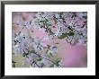 Weeping Cherry Tree Blossoms, Louisville, Kentucky, Usa by Adam Jones Limited Edition Print