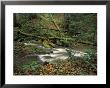 Rhododendron Along Streambed, Big South Fork National River And Recreation Area, Tennessee, Usa by Adam Jones Limited Edition Print