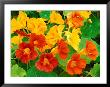 Nasturtium Flowers, Tropaeolum, Seattle, Washington, Usa by Adam Jones Limited Edition Print