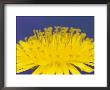 Common Dandelions In Great Smokey Mountains National Park, Tennessee, Usa by Adam Jones Limited Edition Print
