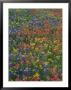 Paintbrush, Bluebonnets, And Bladderpod, Texas, Usa by Adam Jones Limited Edition Print