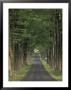 Tree-Lined Road, Louisville, Kentucky, Usa by Adam Jones Limited Edition Print