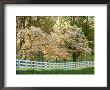 Dogwood Trees At Sunset Along Fence, Kentucky by Adam Jones Limited Edition Print