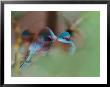 Blue-Capped Cordon Bleu by Adam Jones Limited Edition Pricing Art Print