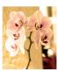 Orchids I by Miguel Paredes Limited Edition Pricing Art Print