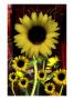 Sunflower Iii by Miguel Paredes Limited Edition Pricing Art Print