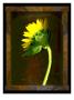 Sunflower V by Miguel Paredes Limited Edition Print