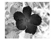 Flores Xxxi by Miguel Paredes Limited Edition Print