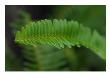 Fern Tip Ii by Miguel Paredes Limited Edition Print