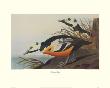 Western Duck by John James Audubon Limited Edition Print