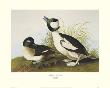 Buffel-Headed Duck by John James Audubon Limited Edition Print
