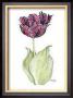 Tulipa Black Parrot by Paul Brent Limited Edition Pricing Art Print