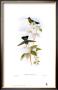Panterpe Insignis, Hummingbirds by John Gould Limited Edition Print