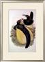Gould Bird Of Paradise Iv by John Gould Limited Edition Print