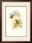 Hummingbird I by John Gould Limited Edition Print
