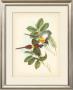 Birds Of The Tropics Iii by John Gould Limited Edition Print
