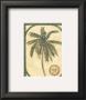 Coconut Palm by David Nichols Limited Edition Print