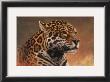 Jaguar by Kalon Baughan Limited Edition Print