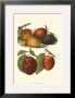 Plum Varieties I by John Wright Limited Edition Print