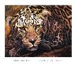 Leopard At The Ready by Stan Kaminski Limited Edition Print
