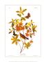 Swainson's Warbler by John James Audubon Limited Edition Print